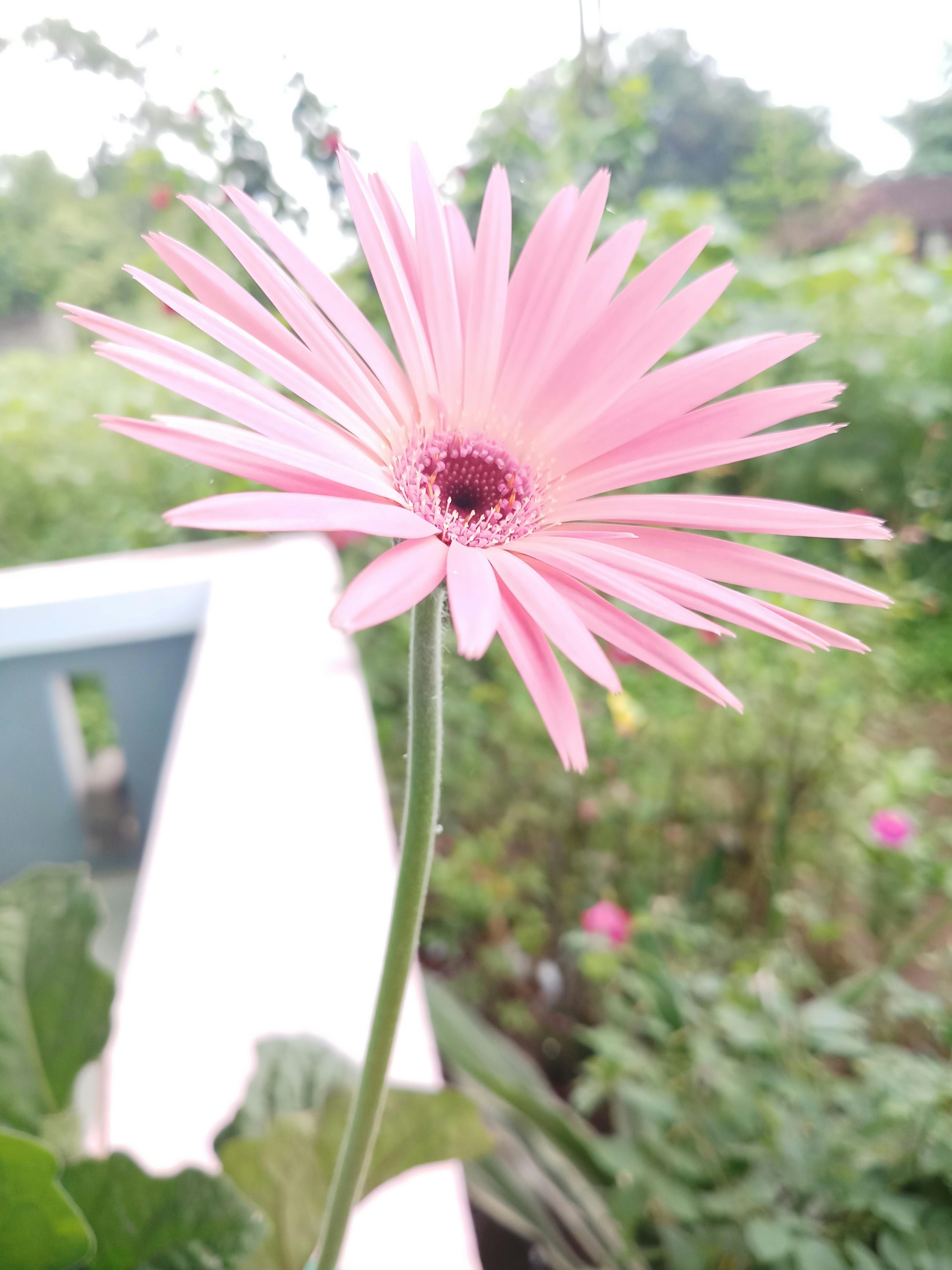 ピンクの花 美しい花 花の壁紙の無料の写真素材