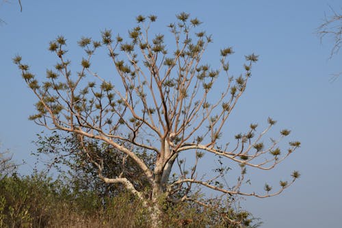 Free stock photo of dream tree, kalpvriksha, mountain tree