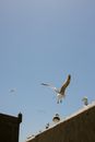 Free stock photo of action, animal, bird