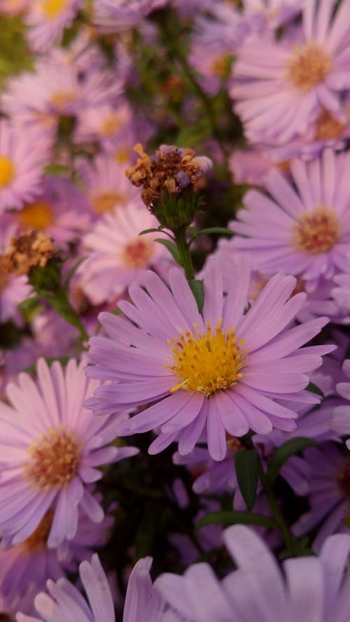 Ingyenes stockfotó aster amellus, függőleges lövés, közelkép témában