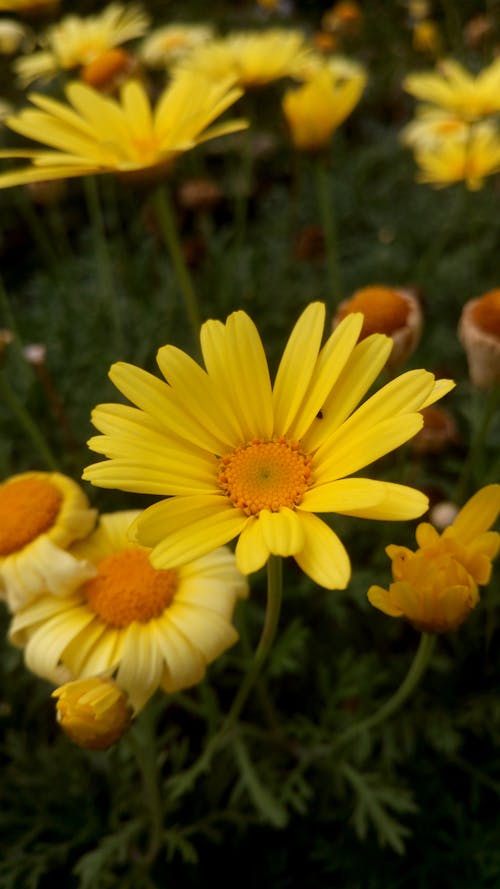 Close-Up Photo of Yellow Flower