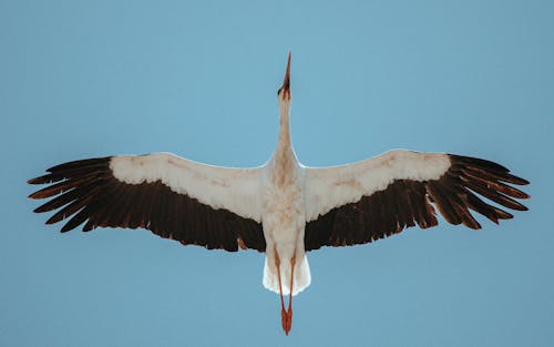 White and Black Bird Flying