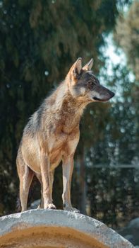 A wild wolf standing alert on a rock in İzmir's forest.