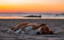 Brown and White Short Coated Dog Lying on Brown Sand