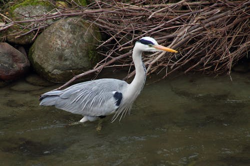 Free stock photo of animal photography, animals, grey heron