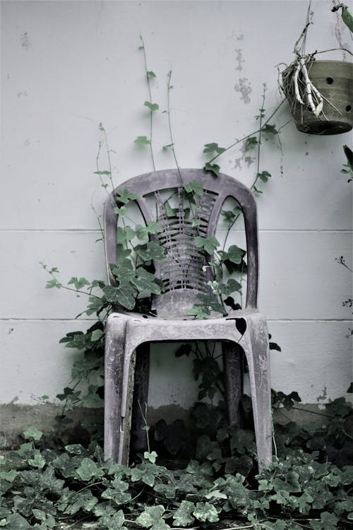 Ivy Growing Over a Plastic Garden Chair