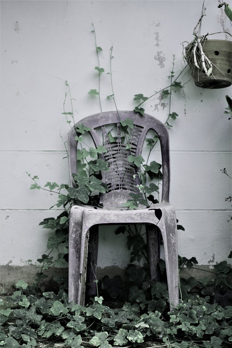 Ivy Growing Over A Plastic Garden Chair