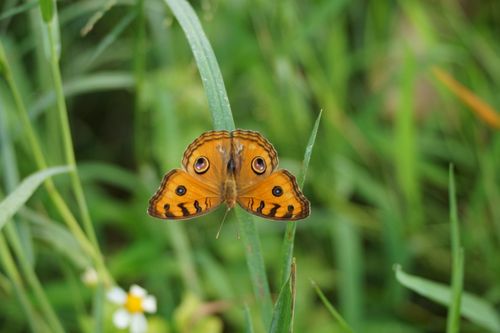 Free Capture of a vibrant Peacock Pansy butterfly resting gracefully on a grass blade. Stock Photo