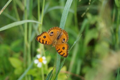 Free Vivid peacock pansy butterfly perched on lush green grass with flowers, showcasing nature's beauty. Stock Photo