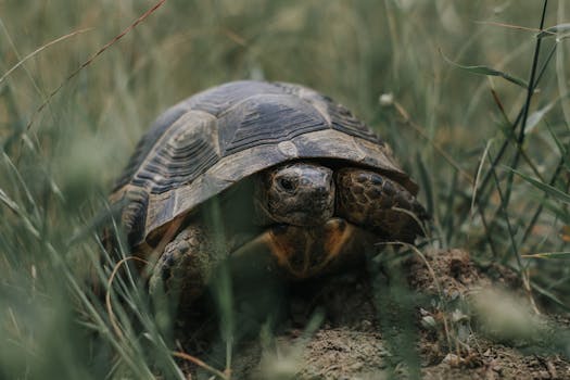 Close-up of a tortoise in its natural habitat in Zeytinköy, İzmir, Turkey.