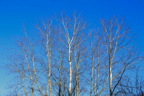 Základová fotografie zdarma na téma bezlistý, modrá obloha, stromy