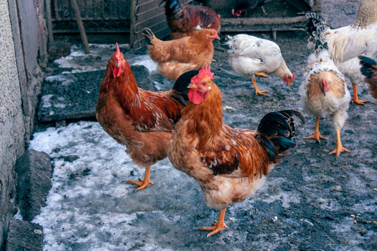 Roosters And Hens On A Farm In Winter 