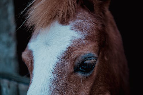 Gratis stockfoto met boerderijdier, bruin, detailopname