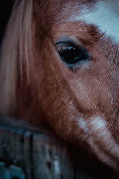 A captivating close-up shot of a horse's eye showcasing rich textures and details.