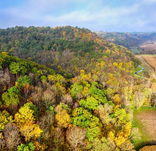 Aerial Shot of a Mountain Forest