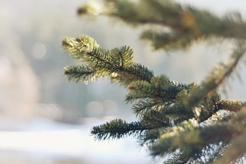 Close-up of Conifer Branch