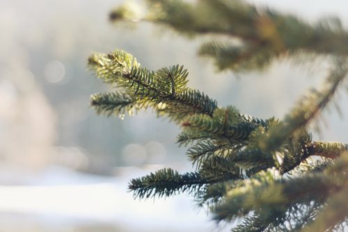 Free Detailed view of frosty pine branch with needles in a serene winter setting. Stock Photo