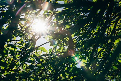 Free stock photo of bright, environment, flora