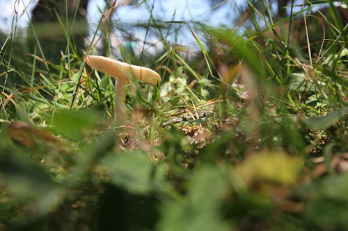 녹색, 버섯, 잔디의 무료 스톡 사진