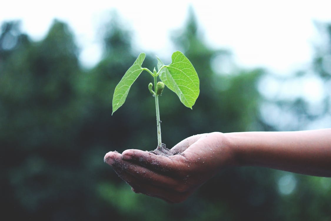 Free Person Holding A Green Plant Stock Photo