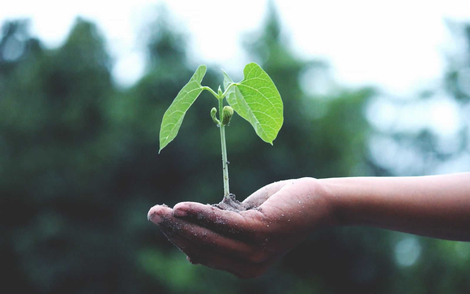 Environment & Climate