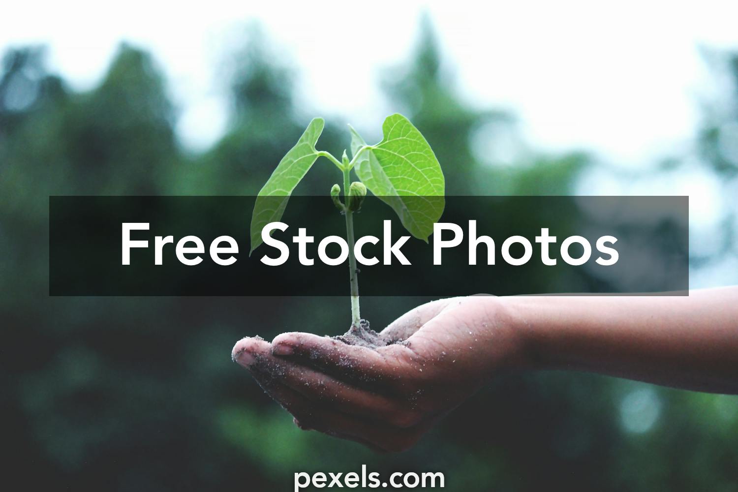 Growing Plant Photos, Download The BEST Free Growing Plant Stock Photos & HD  Images