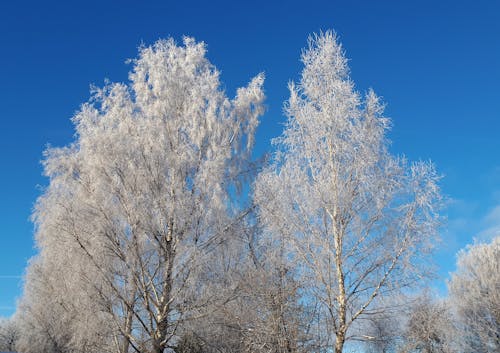 Free Snow Covered Trees Under the Blue Sky Stock Photo