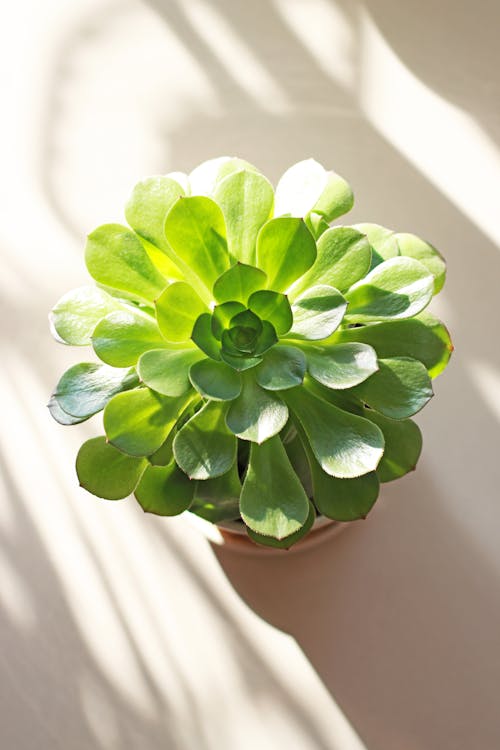 A Potted Succulent Plat in Close-up Shot