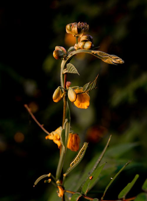 Kostenloses Stock Foto zu blätter, blumen, blütenknospen