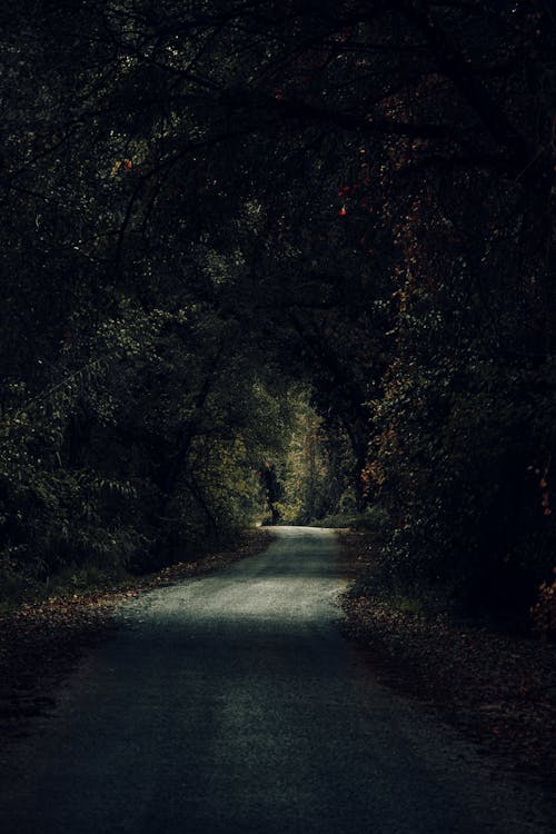 An Empty Road Between Green Trees