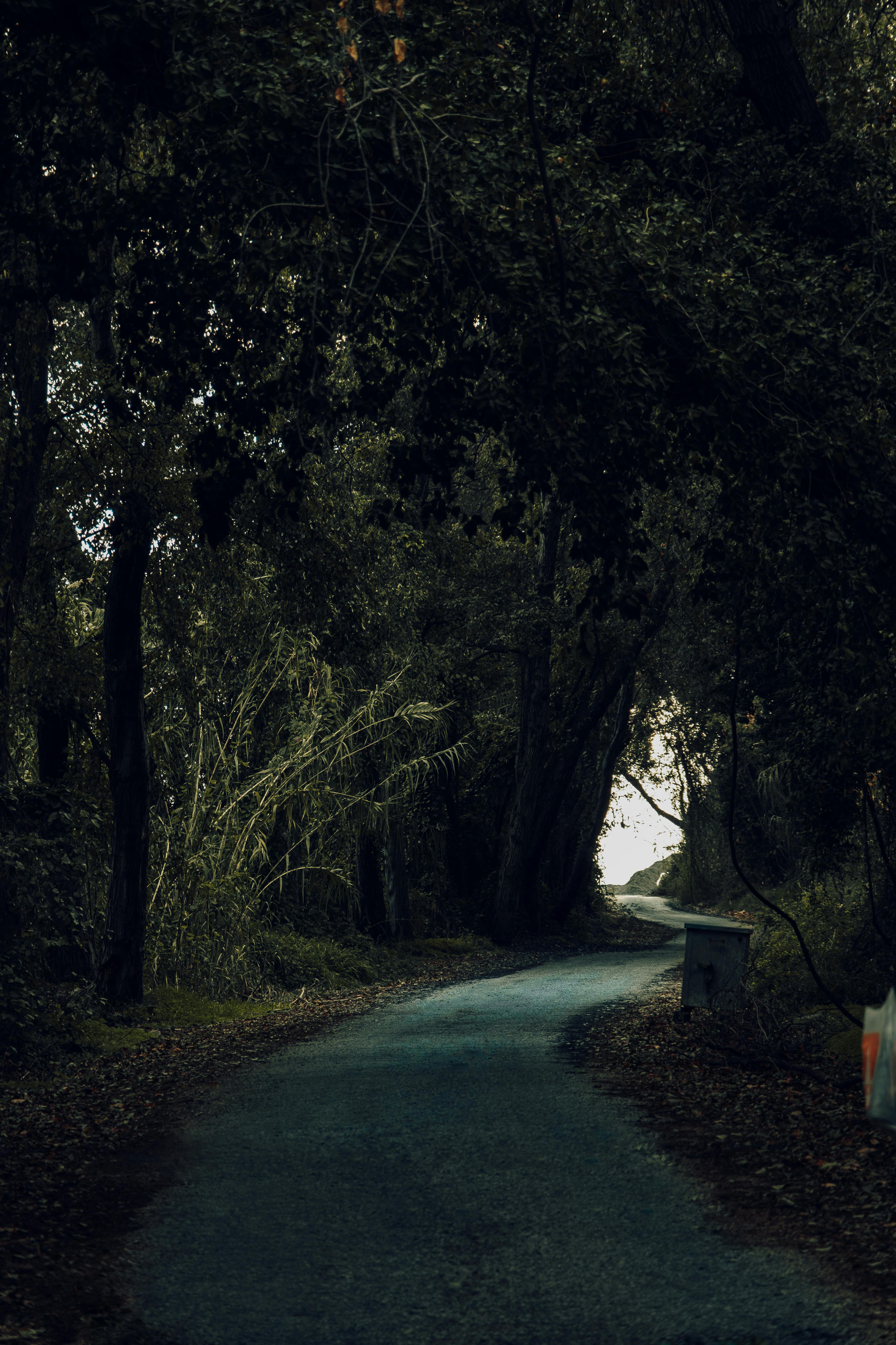 A Road Between the Trees · Free Stock Photo A Road Between the Trees · Free Stock Photo