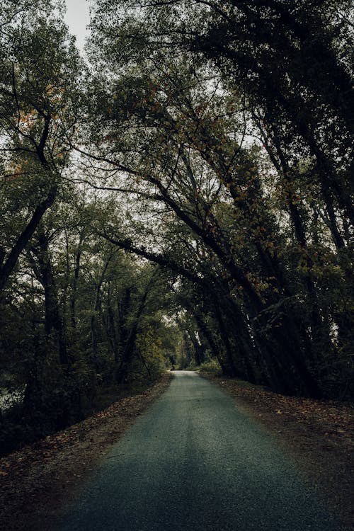 A Concrete Road Between Green Trees