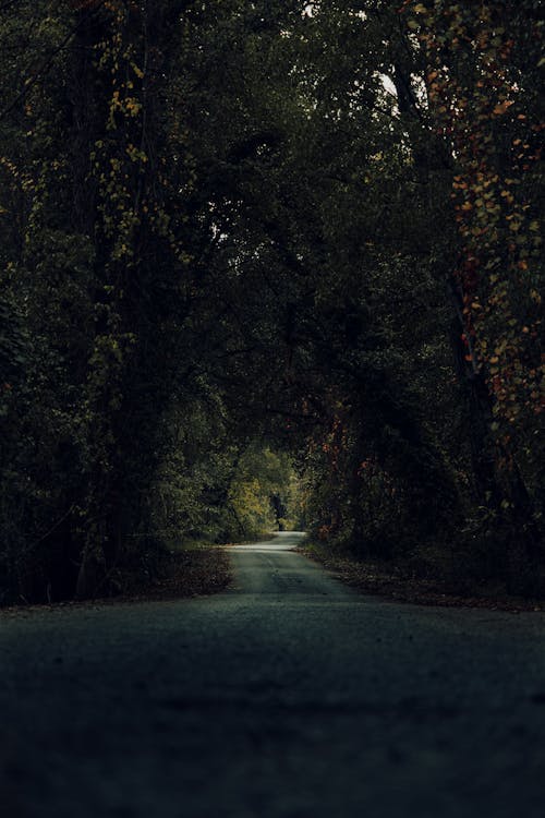 A Green Trees Near the Concrete Road