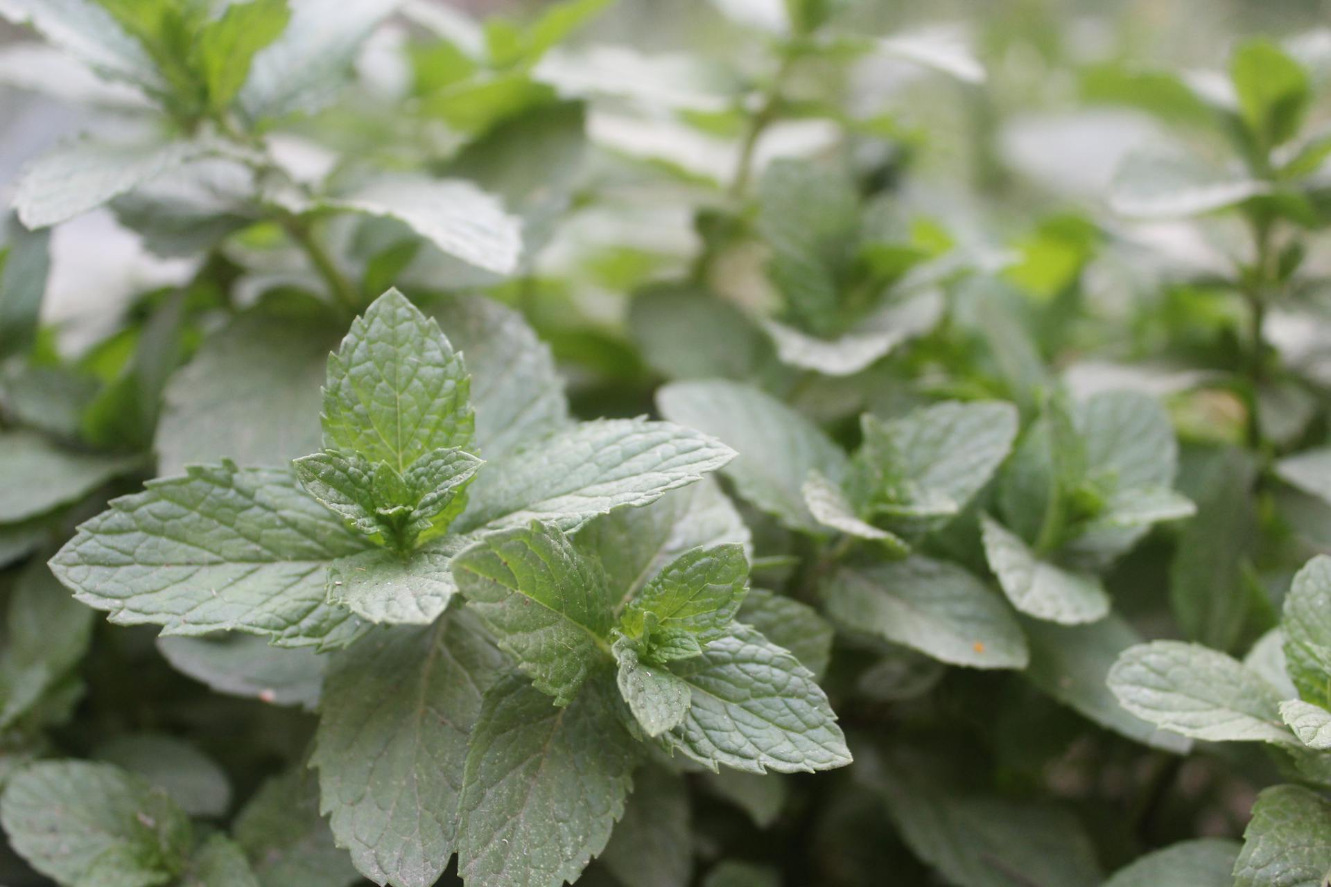 Peppermint in Close Up