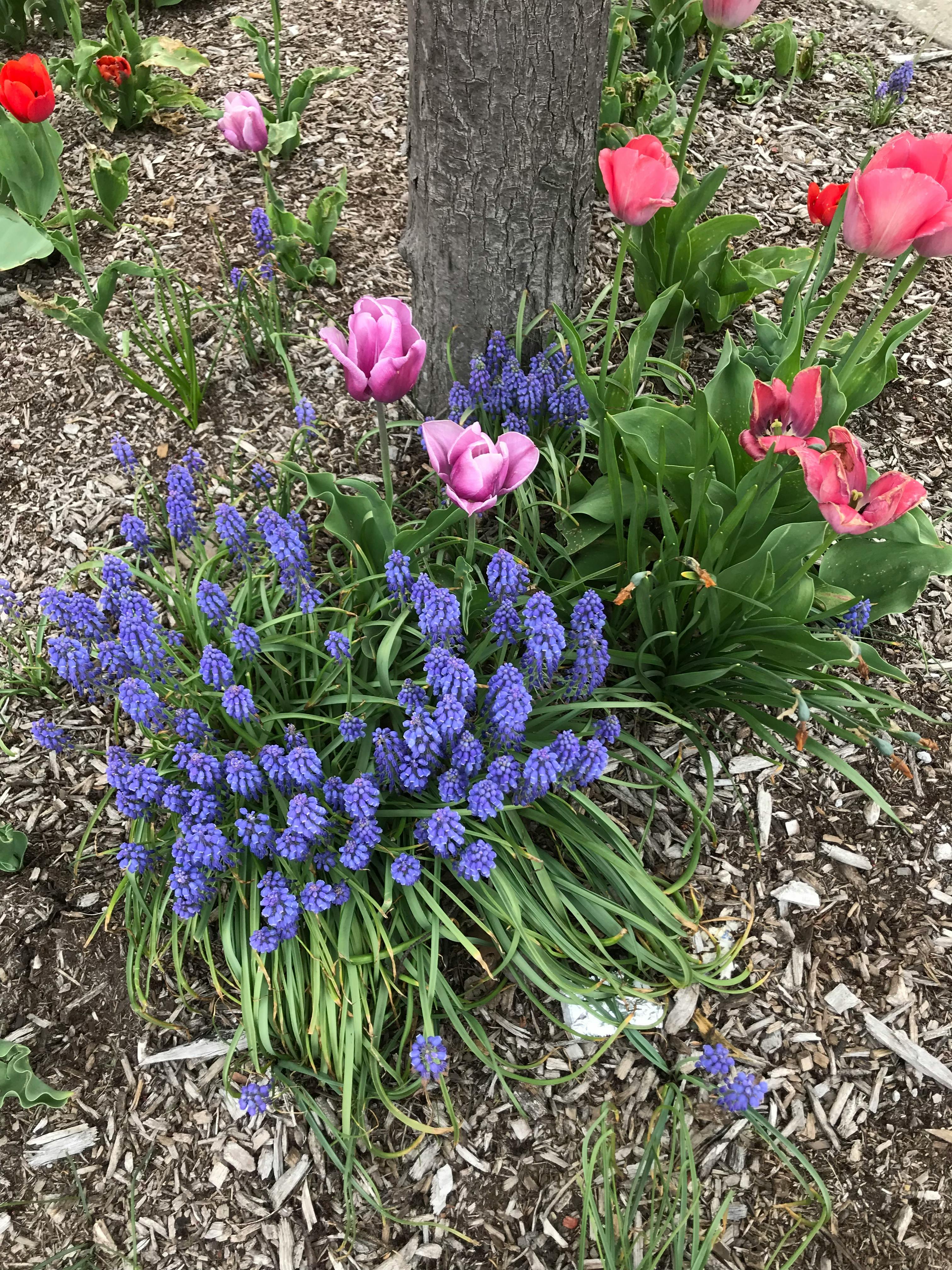ヒヤシンス 赤ピンクの花 青い花の無料の写真素材
