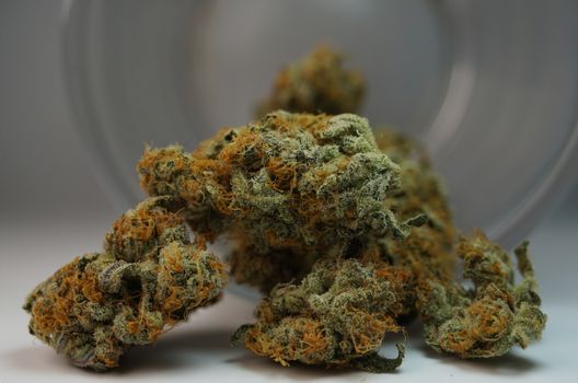 Detailed view of cannabis buds with orange hairs, highlighting textures and colors.