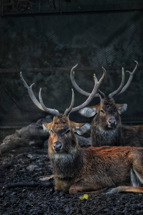 늪 사슴, 동물, 동물 사진의 무료 스톡 사진