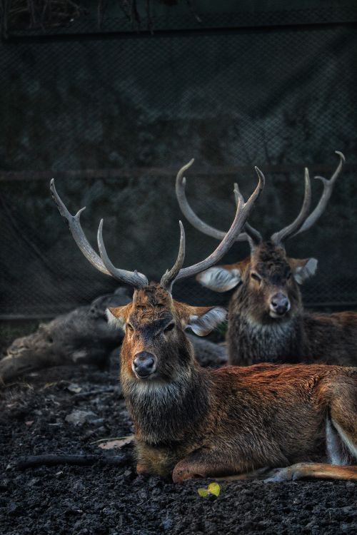Free Two beautiful barasingha deer with antlers relaxing in a zoo environment. Stock Photo