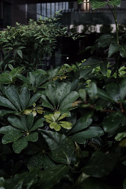 Lush Leaves in Droplets