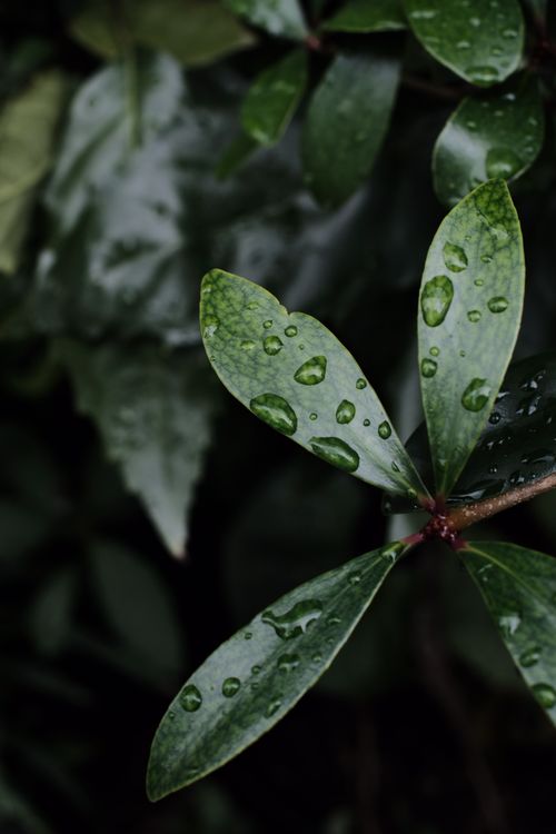 Free Detailed close-up of vibrant green leaves with water droplets, showcasing natural beauty. Stock Photo