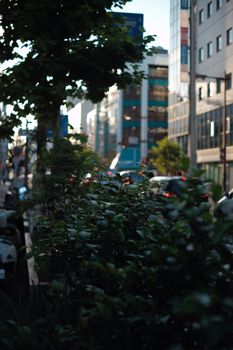A city street with lush green shrubs illuminated by natural light amidst urban buildings and bustling traffic.