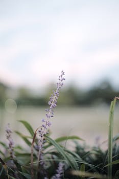 Liriope image