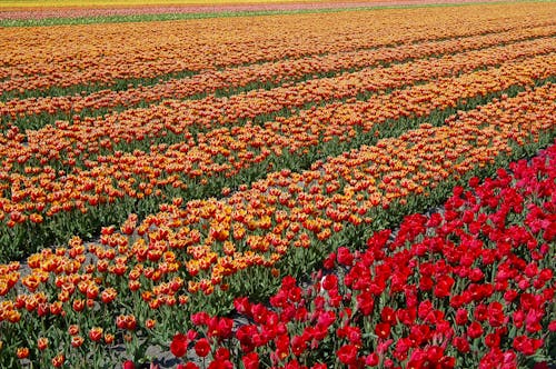 Kostnadsfri bild av blomfotografi, blommor, blomsteräng