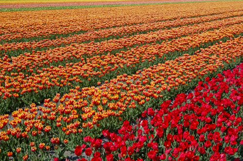 Free Expansive field of colorful tulips in full bloom under a clear blue sky, showcasing nature's beauty. Stock Photo