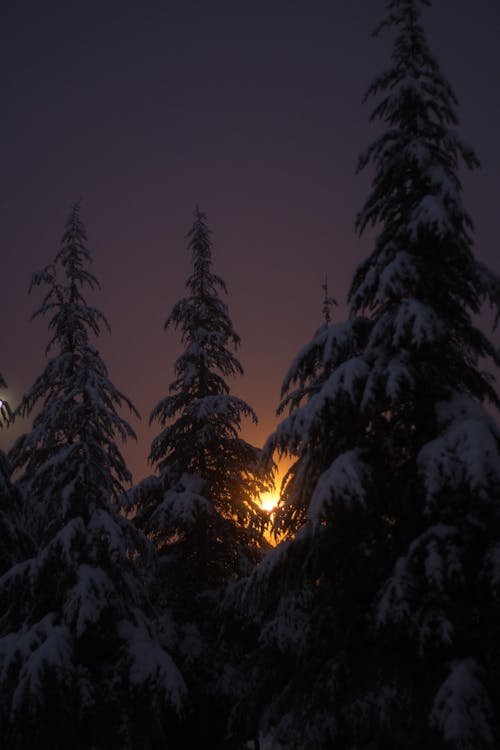 Безкоштовне стокове фото на тему «вертикальні постріл, Захід сонця, зима»