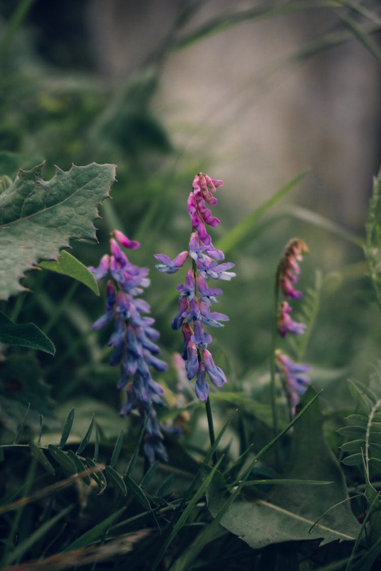 Close-up Shot Of Bird Vetch Flowers