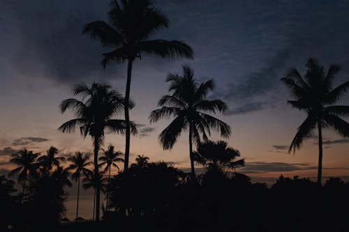 Free Silhouette of Palm Trees  Stock Photo