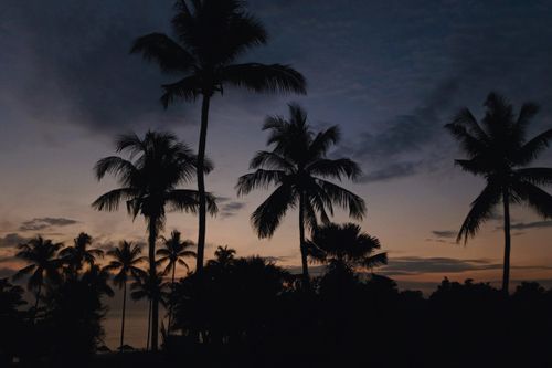 Free Tranquil sunset over palm tree silhouettes with a colorful sky. Stock Photo