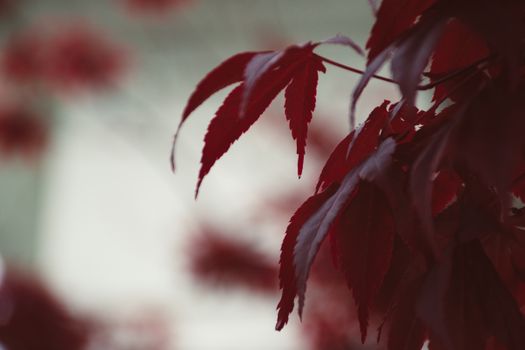 Macro shot of vibrant red maple leaves with soft background blur.