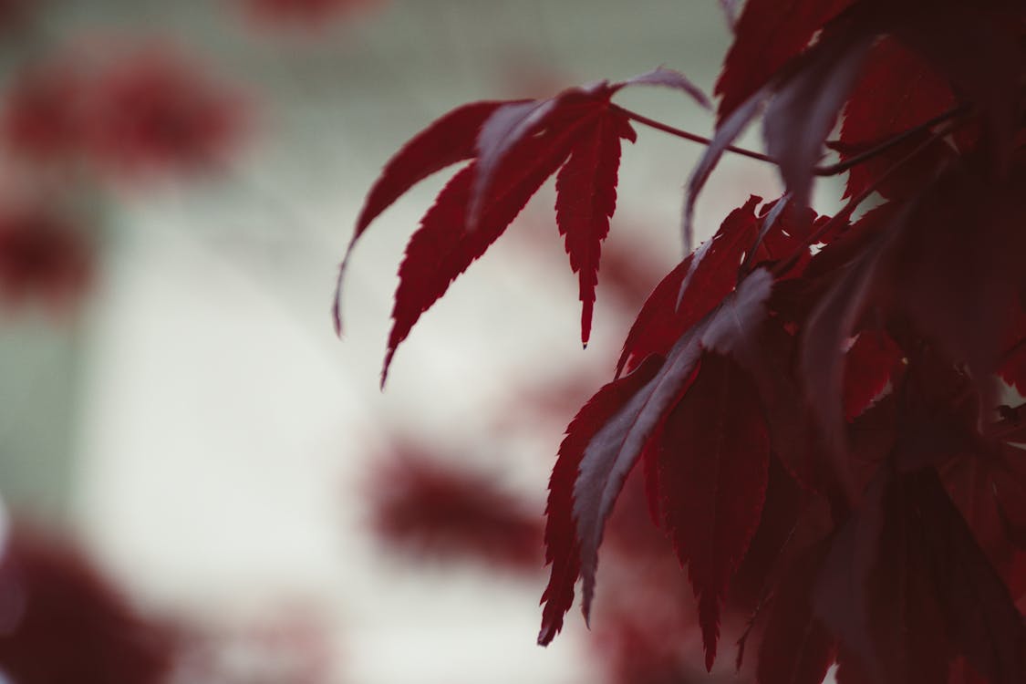 Shallow Focus Photography Of Red Leaves